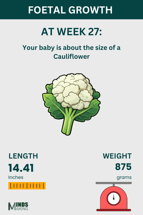 Illustration of fetal growth at Week 27, baby size like a cauliflower.