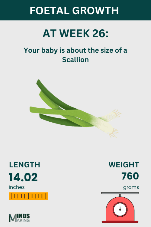 Illustration of fetal growth at Week 26, baby size like a scallion.