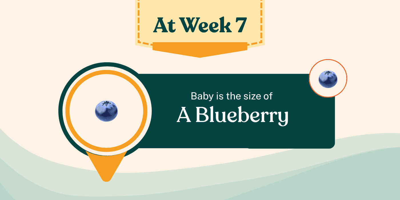 Your Pregnancy At Week 7