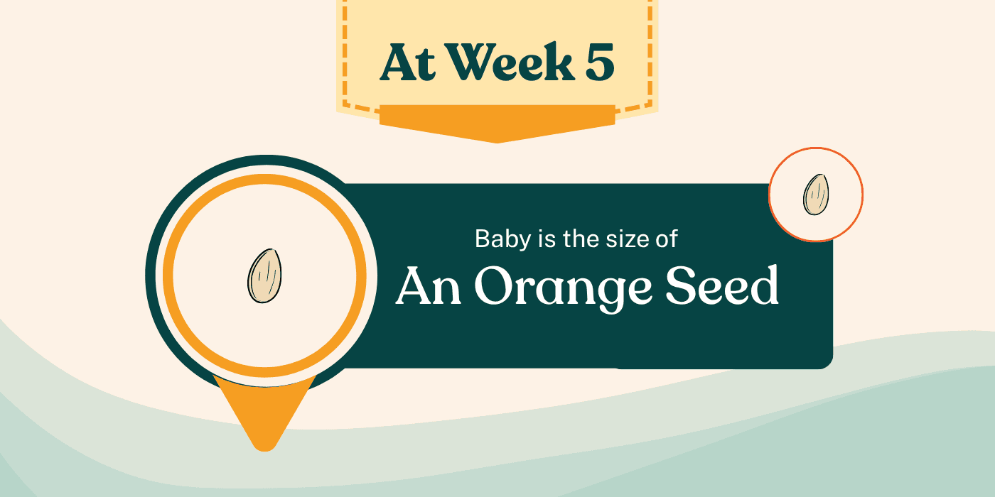 Your Pregnancy At Week 5