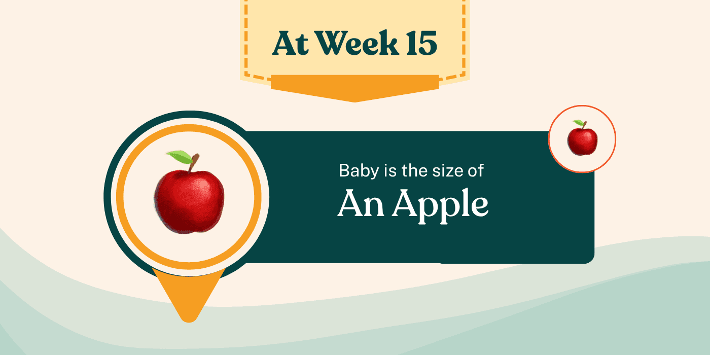 Your Pregnancy at Week 15