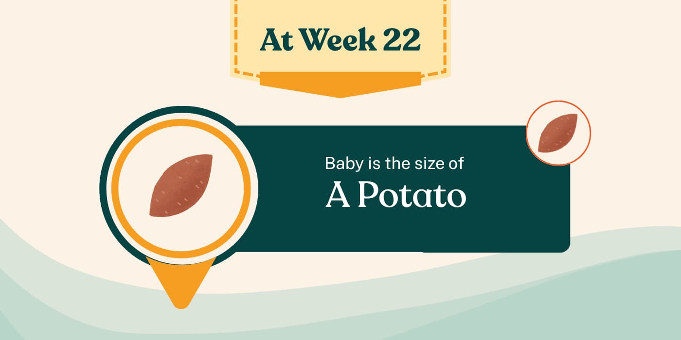 Your Pregnancy at Week 22