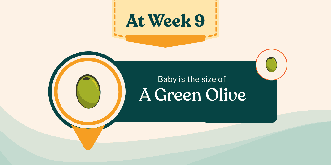 Your Pregnancy At Week 9