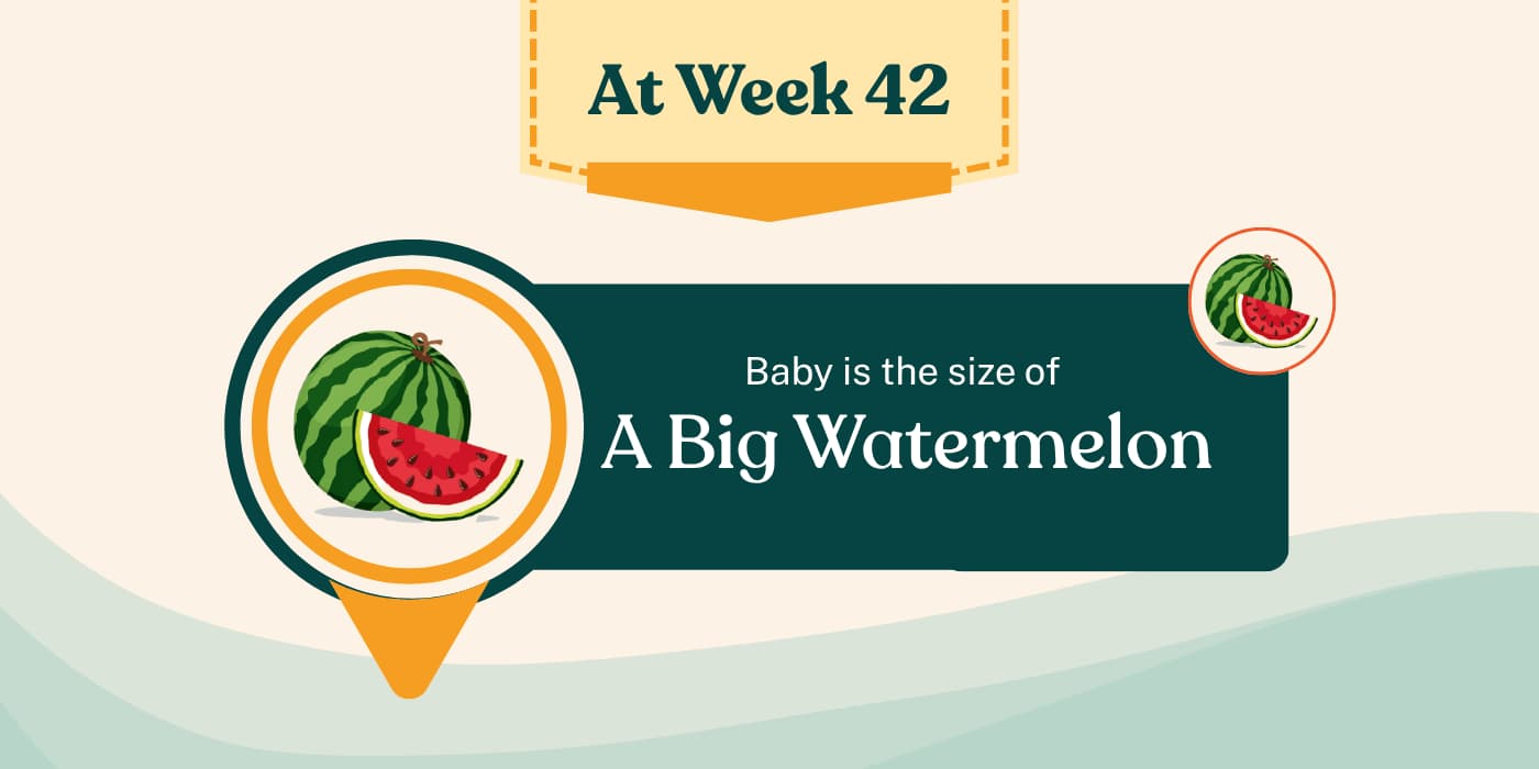 Your Pregnancy at Week 42