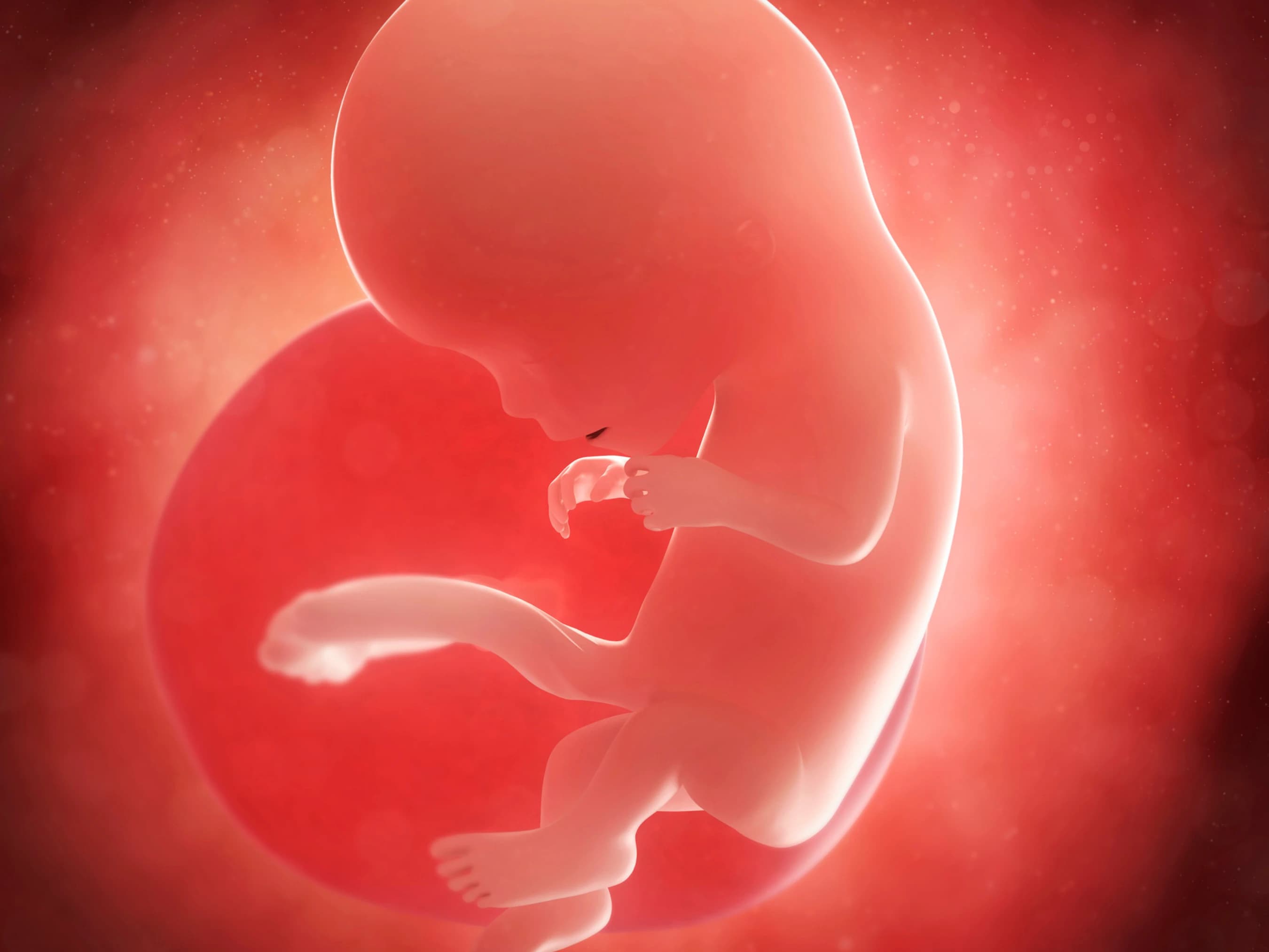 Your Pregnancy at Week 12