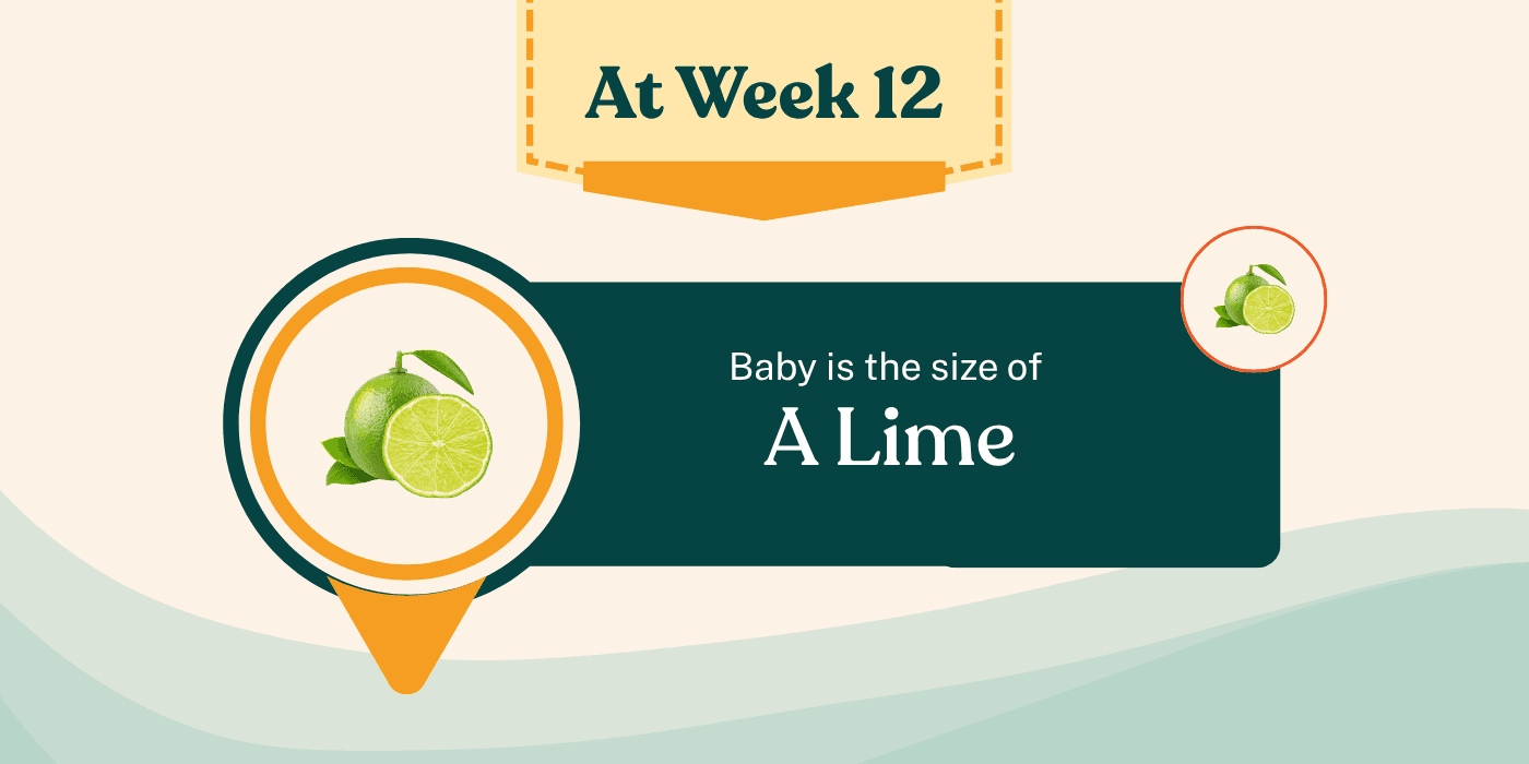 Your Pregnancy at Week 12