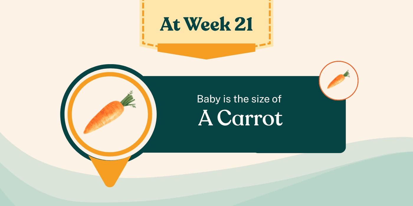 Your Pregnancy at Week 21