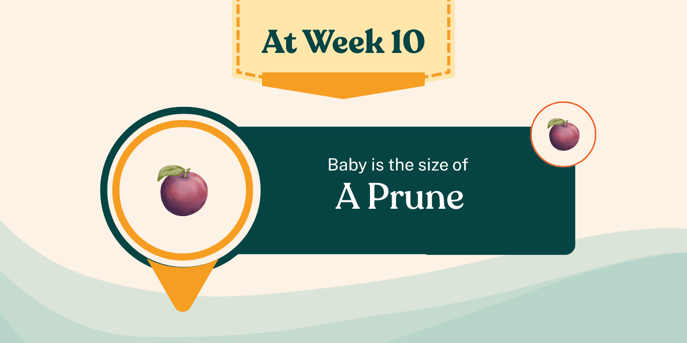 Your Pregnancy at Week 10