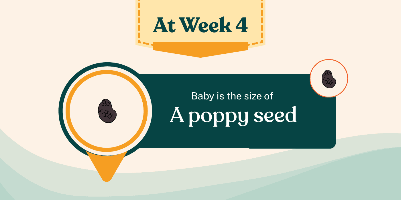 Your Pregnancy At Week 4