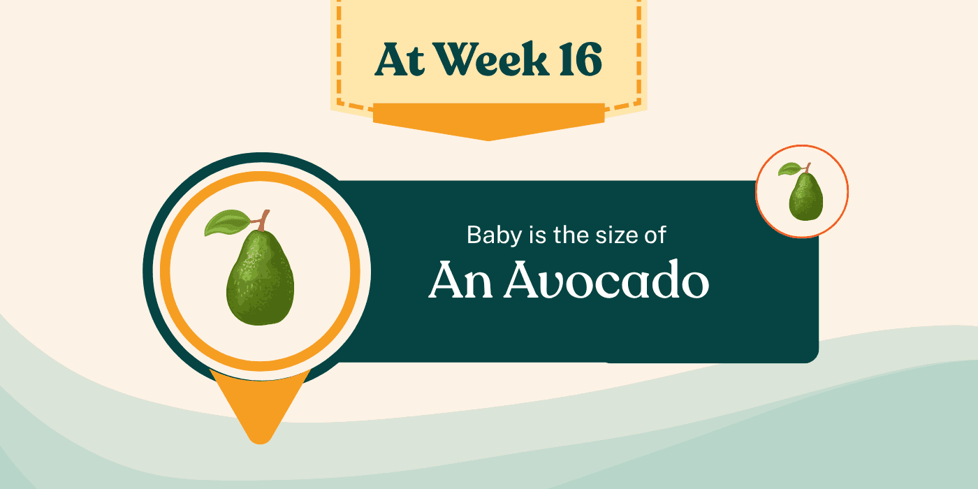 Your Pregnancy at Week 16