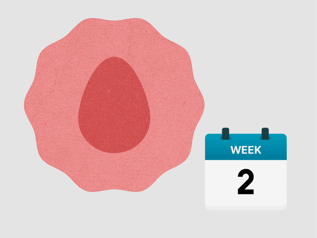 Your Pregnancy At Week 2