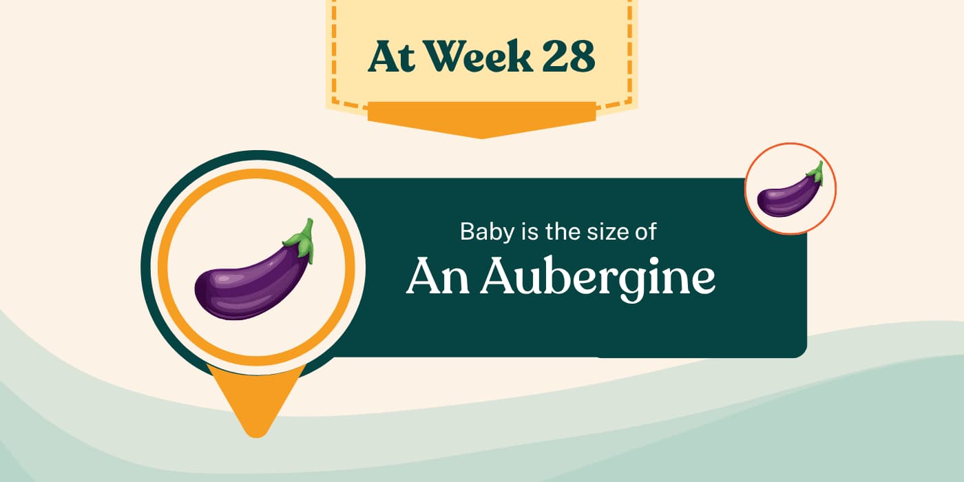 Your Pregnancy at Week 28
