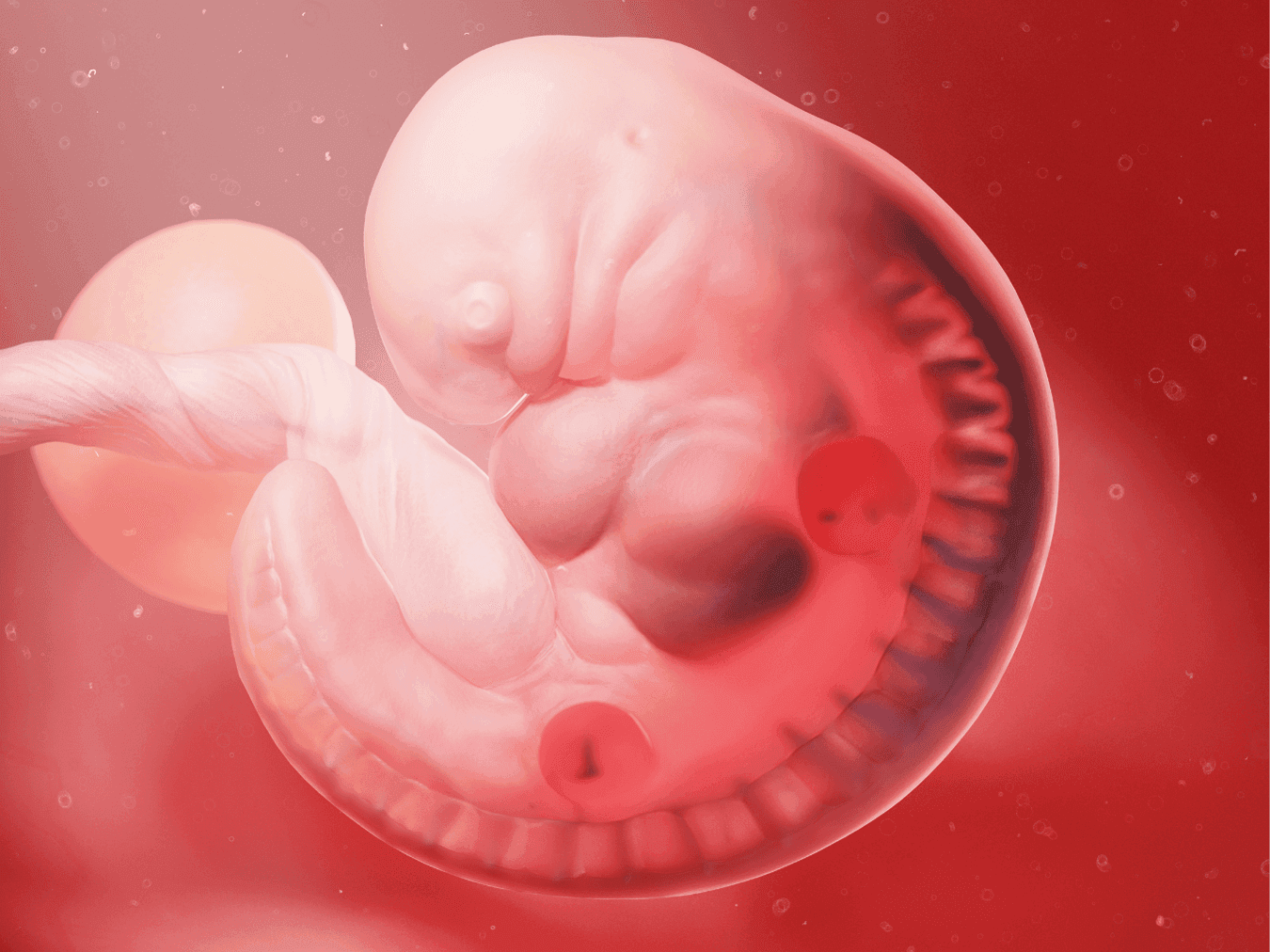 Your Pregnancy At Week 5