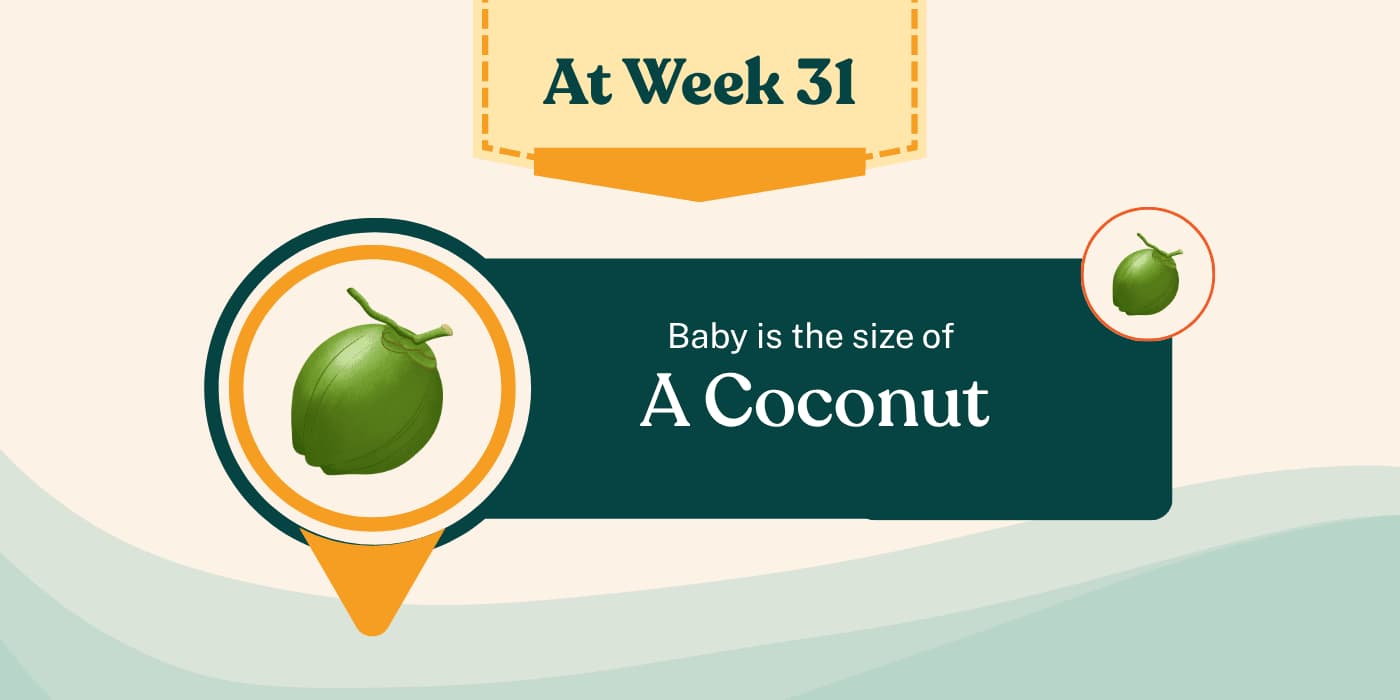 Your Pregnancy at Week 31