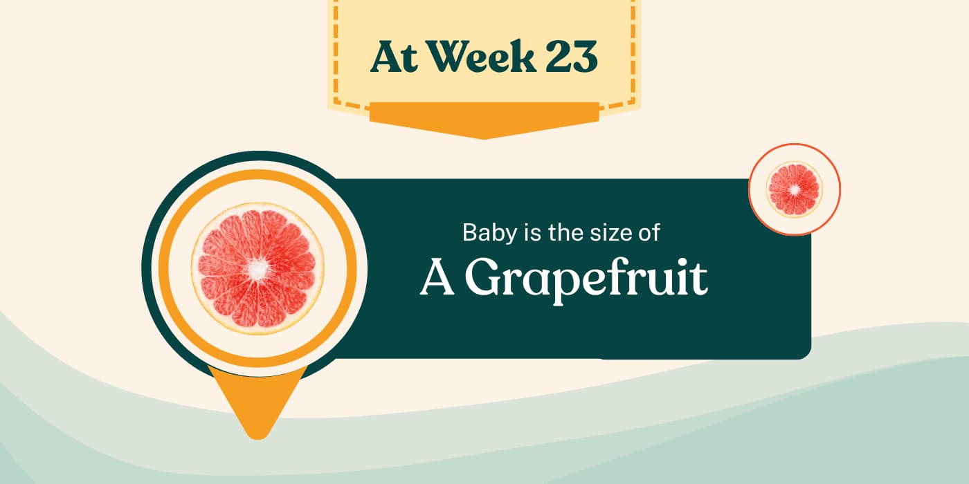 Your Pregnancy at Week 23