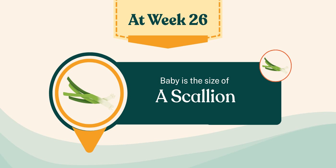 Your Pregnancy at Week 26