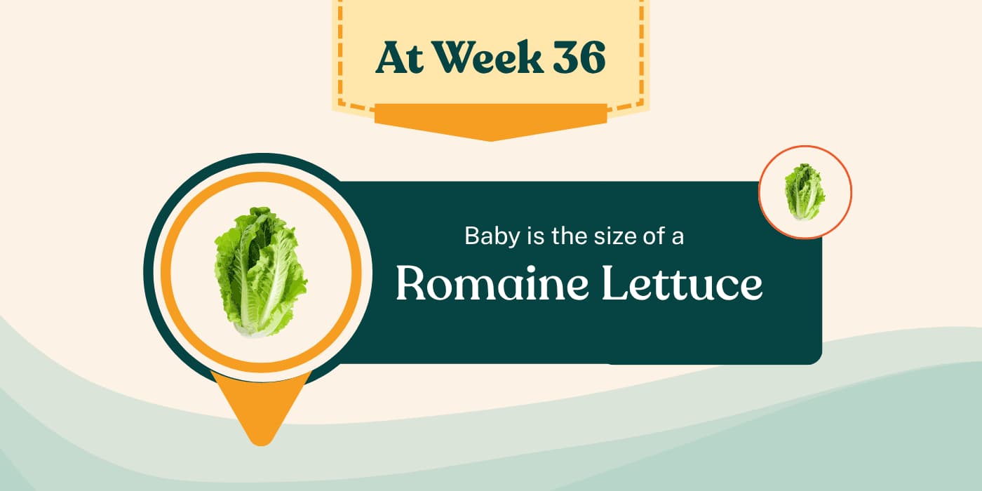 Your Pregnancy at Week 36