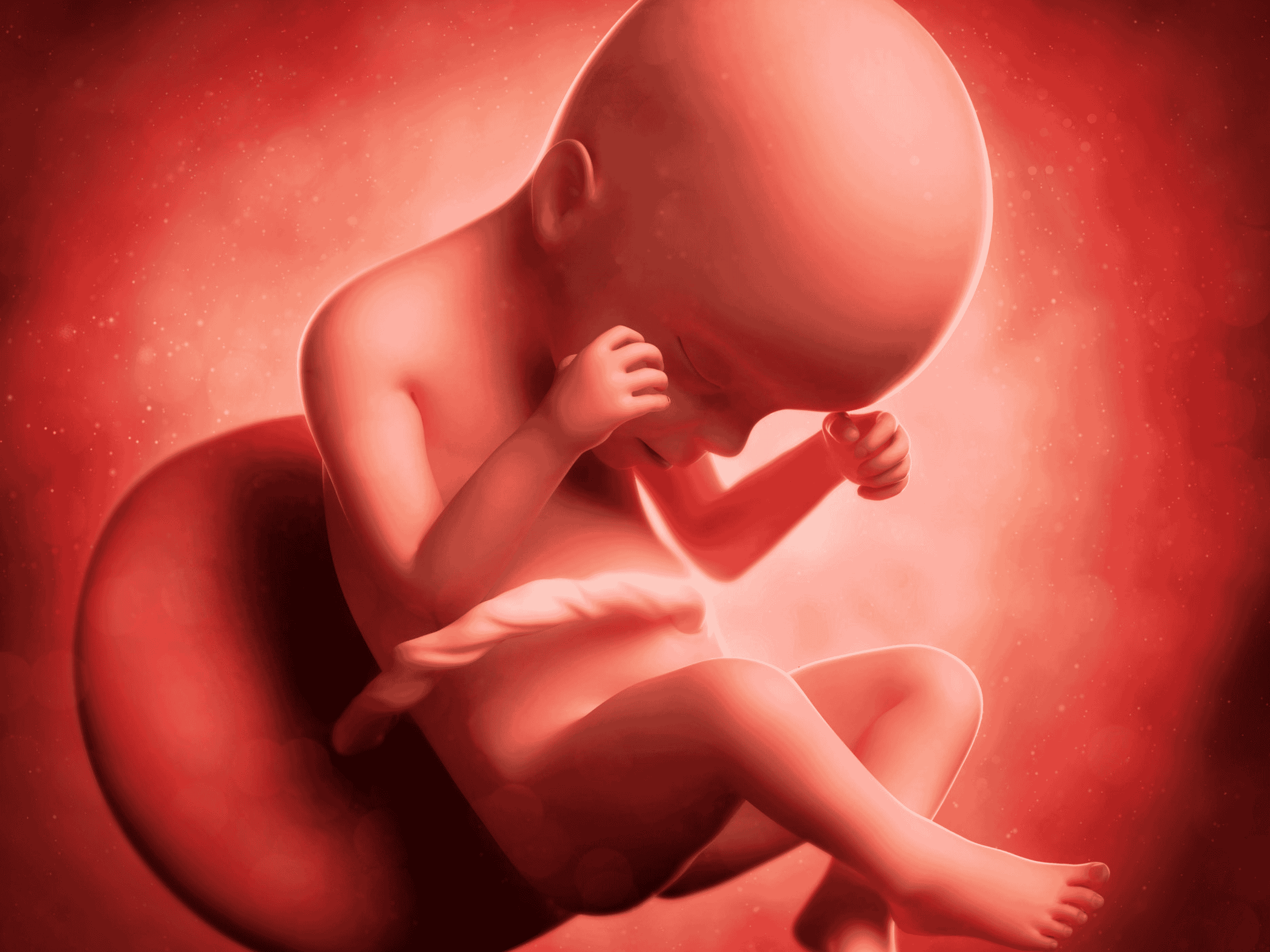 Your Pregnancy at Week 24