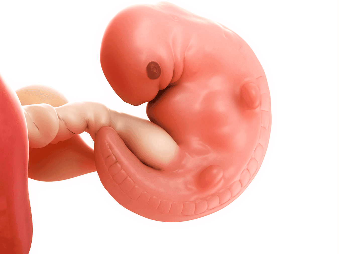 Your Pregnancy At Week 6